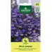 Лобелия Син килим Lobelia Blue carpet – Саксийни и градински цветя