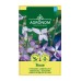 Матиола Matthiola bicornis (Sibth et Sm) DC Rose – Саксийни и градински цветя