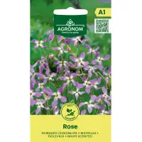 Матиола Matthiola bicornis (Sibth et Sm) DC Rose