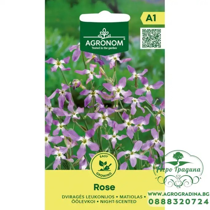 Матиола Matthiola bicornis (Sibth et Sm) DC Rose