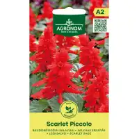 Салвия Скарлет Пиколо Salvia splendens Sellow ex Schult Scarlet Piccolo