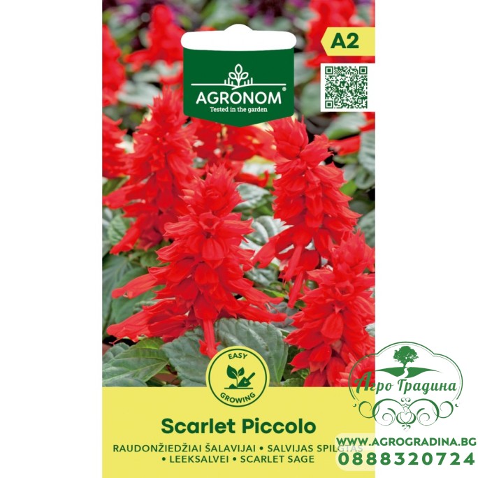 Салвия Скарлет Пиколо / Salvia splendens Sellow ex Schult Scarlet Piccolo