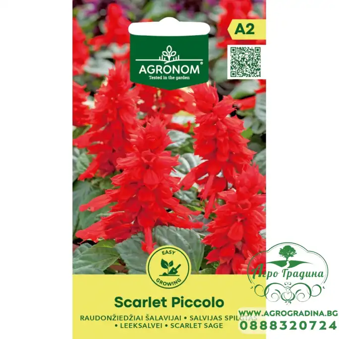Салвия Скарлет Пиколо Salvia splendens Sellow ex Schult Scarlet Piccolo