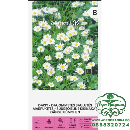 Бели Парички Bellis perennis