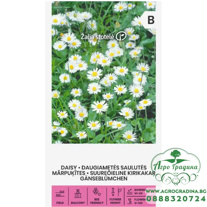 Парички Бели Bellis perennis Парички Бели Bellis perennis