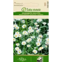 Бели Парички / Bellis perennis