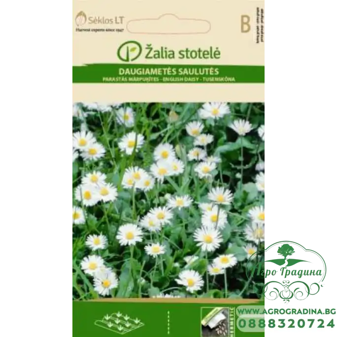 Бели Парички Bellis perennis