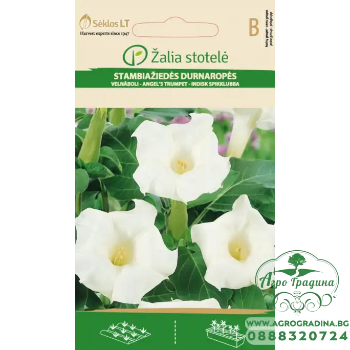 Датура Бяла Datura metel