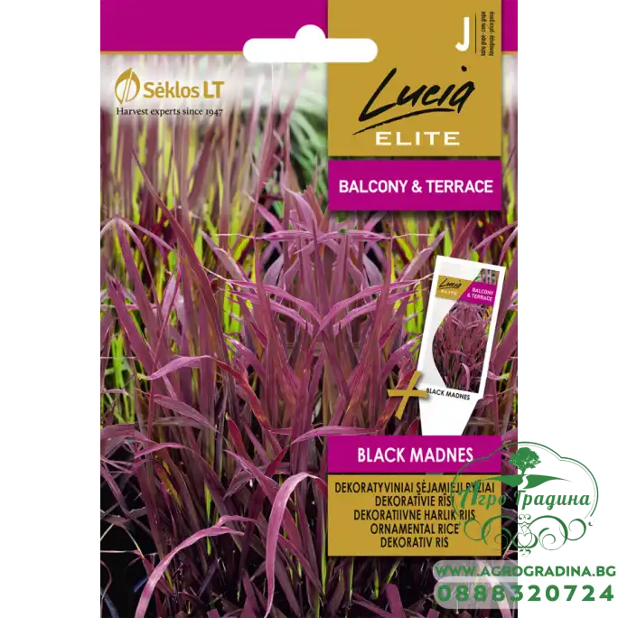 Декоративен Ориз Черен мед Oryza sativa