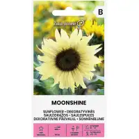 Декоративeн слънчоглед Лунен блясък Moonshine