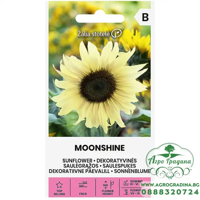 Декоративeн слънчоглед Лунен блясък Moonshine