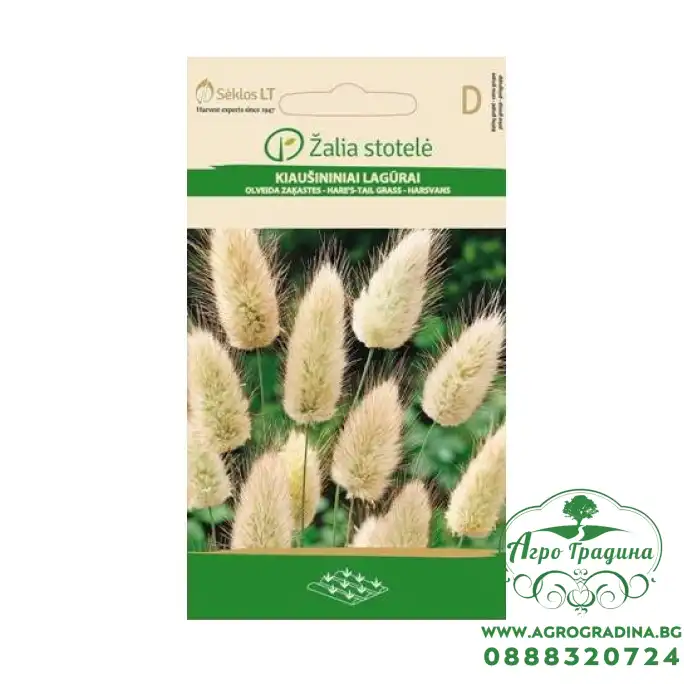 Декоративна трева Заешка опашка Lagurus ovatus L.