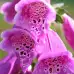 Напръсник Лилав Foxy Digitalis purpurea