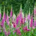 Напръсник Лилав Foxy Digitalis purpurea