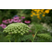 Епископска трева Bullwort Ammi visnaga – Ароматни Билки