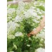 Епископска трева Bullwort Ammi visnaga – Ароматни Билки