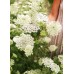 Епископска трева Bullwort Ammi visnaga – Ароматни Билки