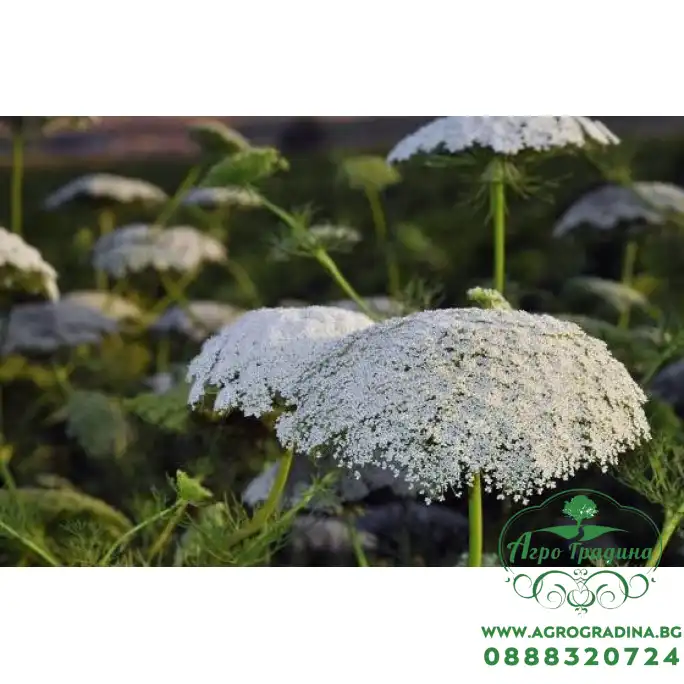 Епископска трева Bullwort Ammi visnaga