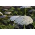 Епископска трева Bullwort Ammi visnaga – Ароматни Билки