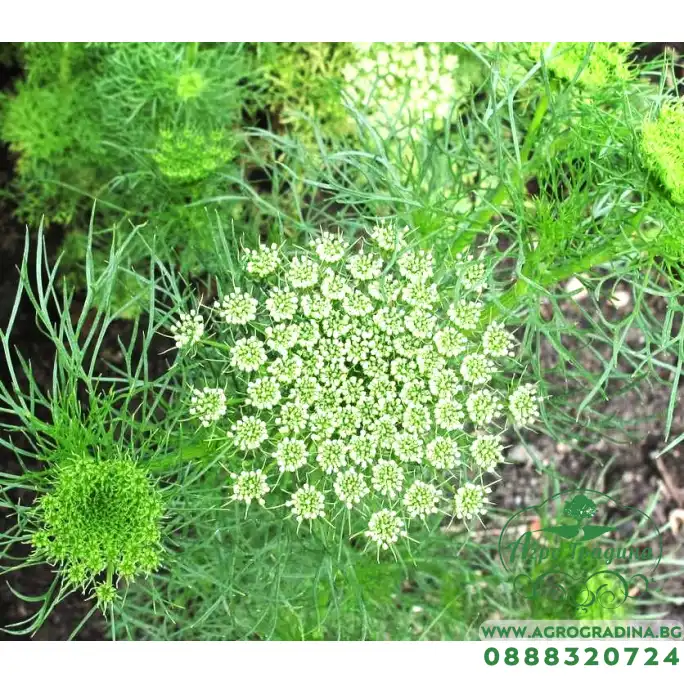 Епископска трева Bullwort Ammi visnaga