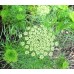 Епископска трева Bullwort Ammi visnaga – Ароматни Билки