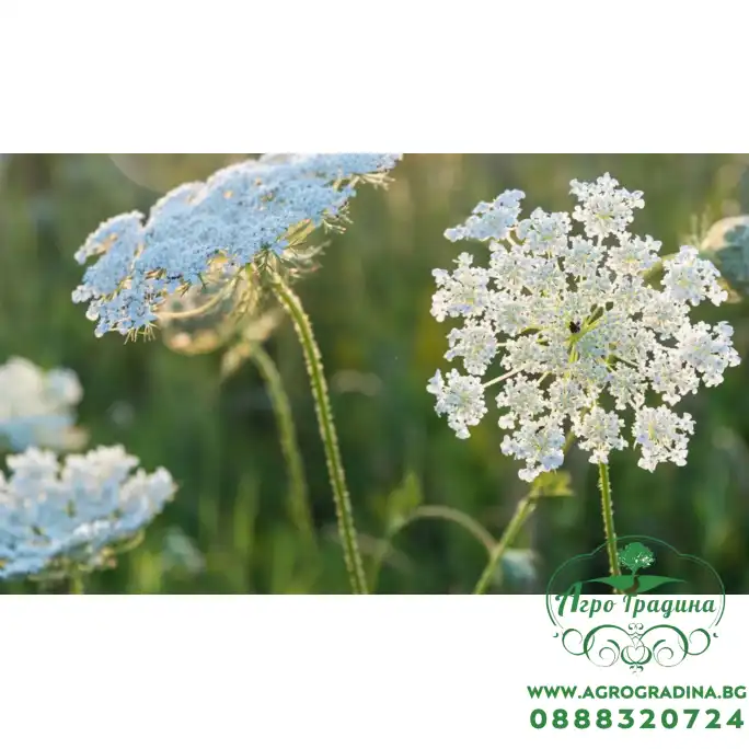 Епископска трева Bullwort Ammi visnaga