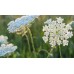 Епископска трева Bullwort Ammi visnaga – Ароматни Билки