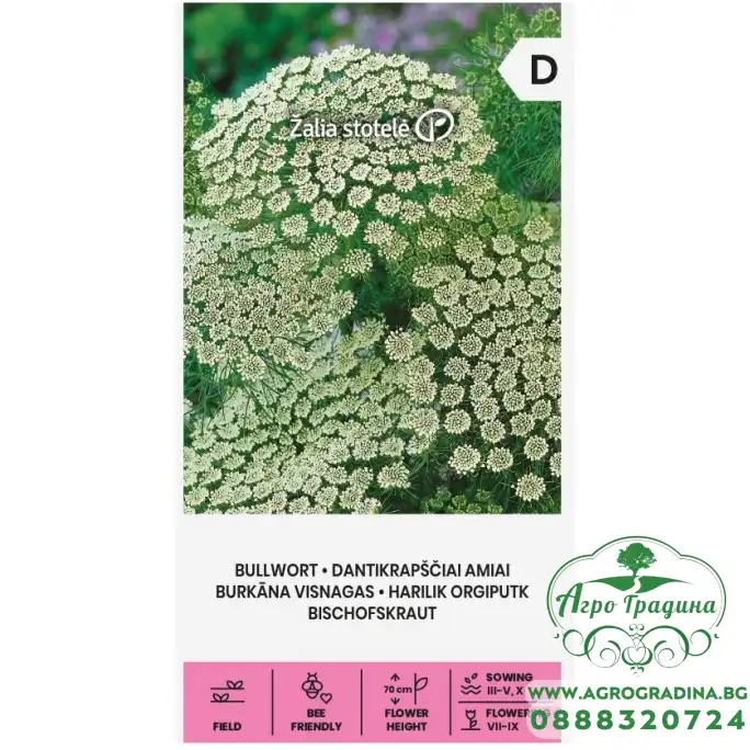Епископска трева Bullwort Ammi visnaga