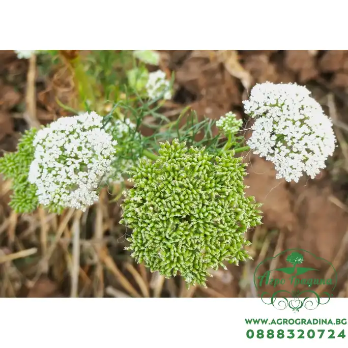 Епископска трева Bullwort Ammi visnaga