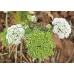Епископска трева Bullwort Ammi visnaga – Ароматни Билки