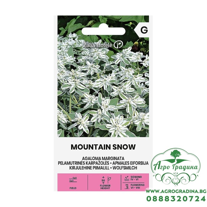 Еуфорбия (Перлена млечка) Mountain Snow