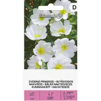 Вечерна Бяла Иглика / Oenothera pallida