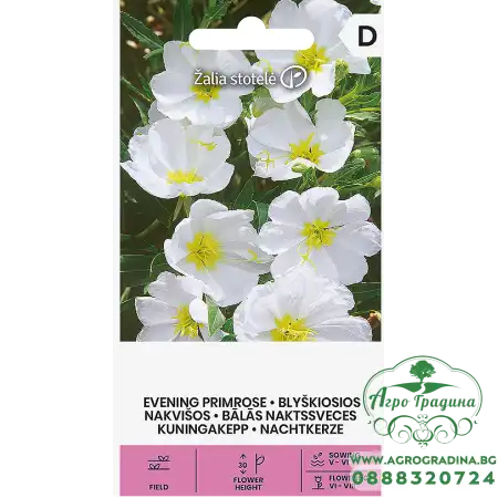 Вечерна Бяла Иглика Oenothera pallida