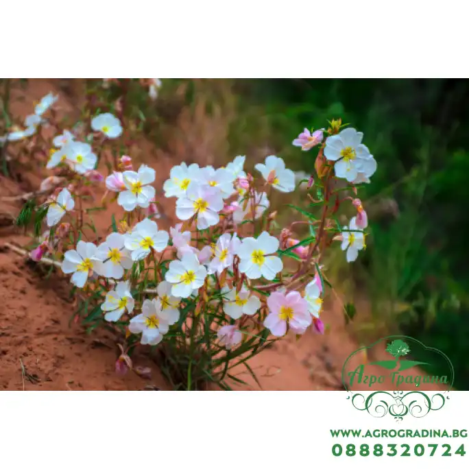 Вечерна Бяла Иглика Oenothera pallida