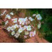 Вечерна Бяла Иглика Oenothera pallida – Саксийни и градински цветя