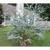 Евкалипт Сребрист Eucalyptus cinerea