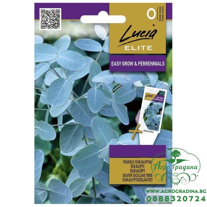 Евкалипт Сребрист Eucalyptus cinerea