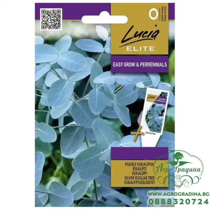 Евкалипт Сребрист Eucalyptus cinerea