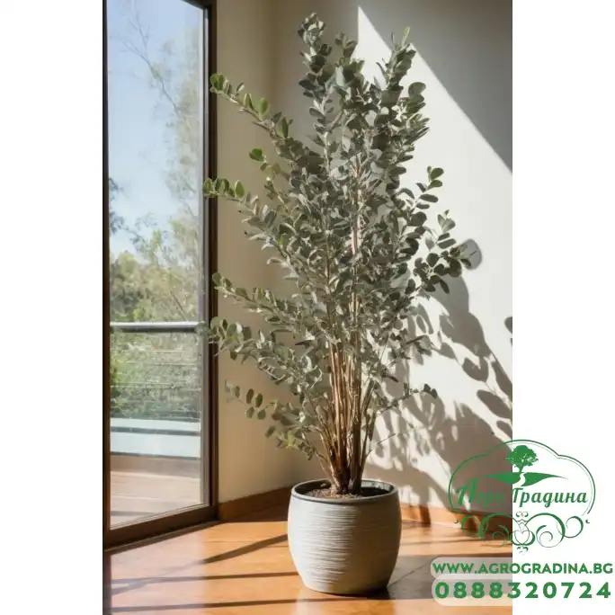 Евкалипт Сребрист Eucalyptus cinerea Евкалипт Сребрист Eucalyptus cinerea