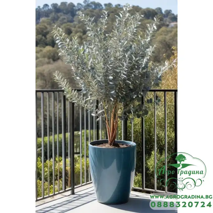 Евкалипт Сребрист Eucalyptus cinerea Евкалипт Сребрист Eucalyptus cinerea