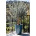 Евкалипт Сребрист Eucalyptus cinerea – Екзотични