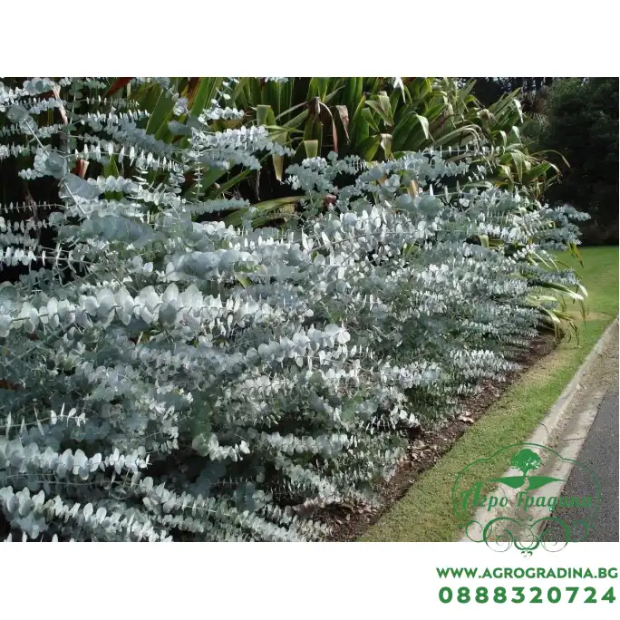 Евкалипт Сребрист Eucalyptus cinerea Евкалипт Сребрист Eucalyptus cinerea