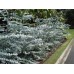 Евкалипт Сребрист Eucalyptus cinerea – Екзотични