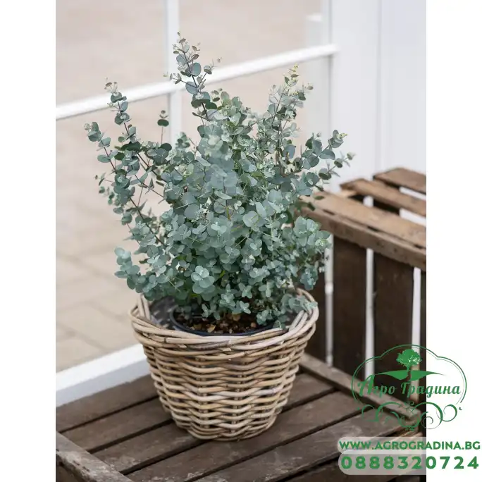 Евкалипт Сребрист Eucalyptus cinerea Евкалипт Сребрист Eucalyptus cinerea