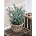 Евкалипт Сребрист Eucalyptus cinerea – Екзотични