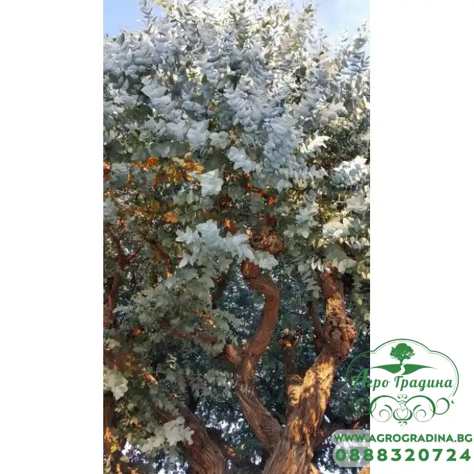Евкалипт Сребрист Eucalyptus cinerea Евкалипт Сребрист Eucalyptus cinerea