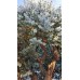 Евкалипт Сребрист Eucalyptus cinerea – Екзотични