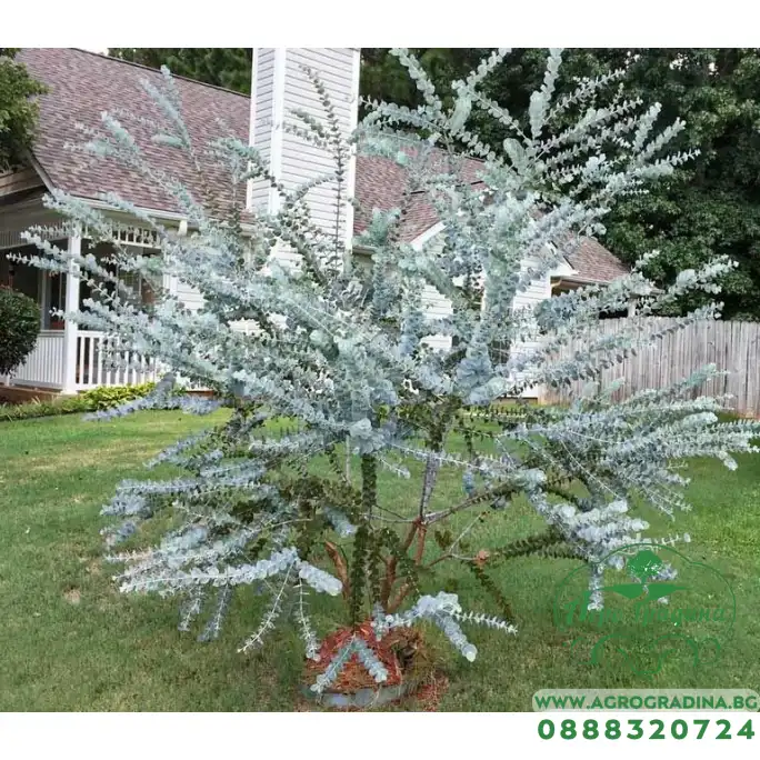 Евкалипт Сребрист Eucalyptus cinerea Евкалипт Сребрист Eucalyptus cinerea