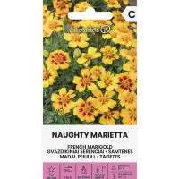 Тагетес Палава Мариета Tagetes patula Naughty Marietta