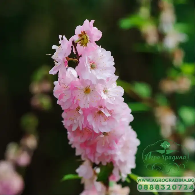 Делфиниум Гигант Розова кралица Giant Larkspur Rose queen Делфиниум Гигант Розова кралица Giant Larkspur Rose queen